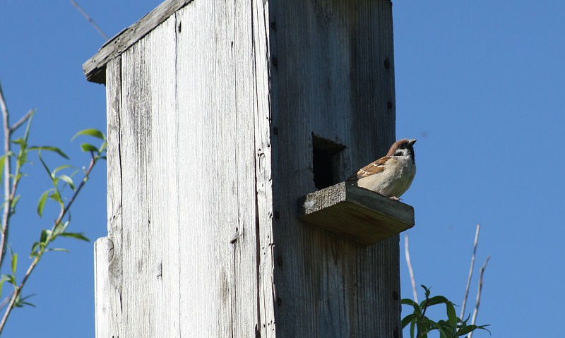 Sparrow perched outside of too big for its species birdhouse entrance hole
