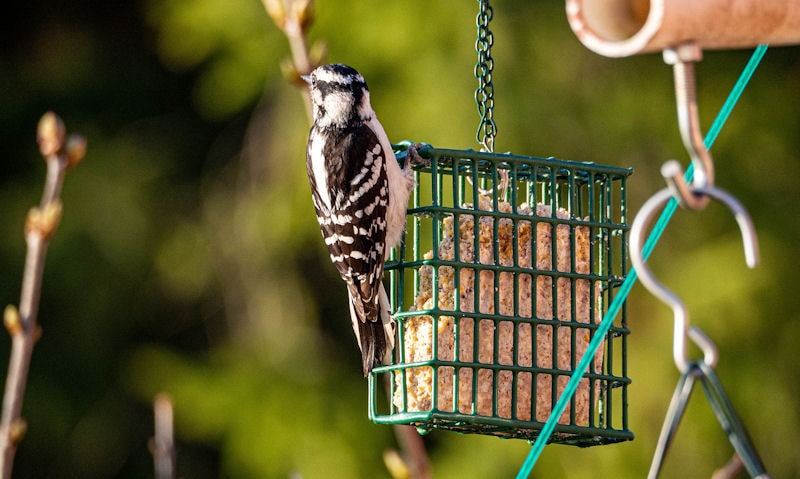 Downy Woodpecker feeding on suet feeder as seen in direct early morning sunshine