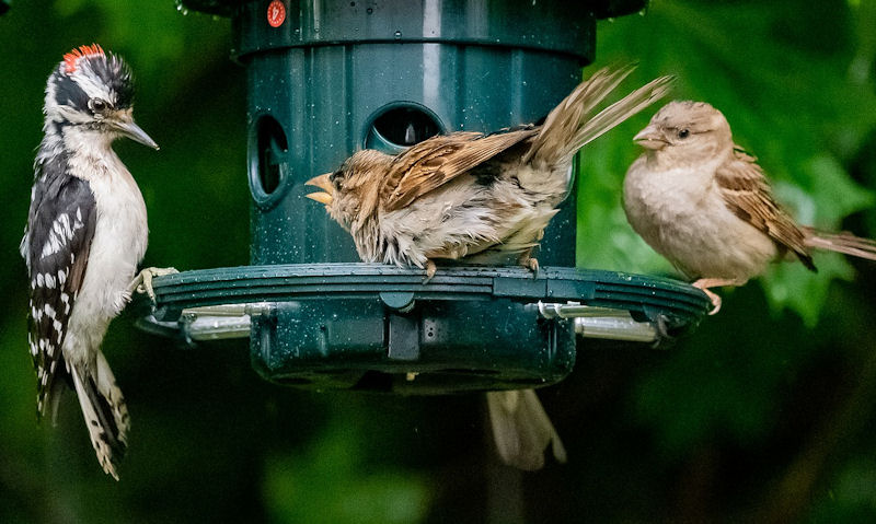 Downy Woodpecker sharing rain soaked seed feeder with Sparrows