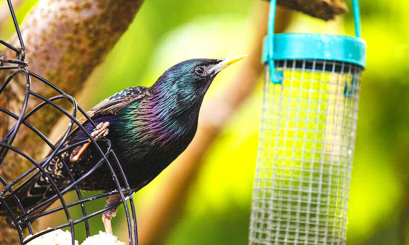 Starling perched on suet feeder while reaching over to peanut feeder in tree