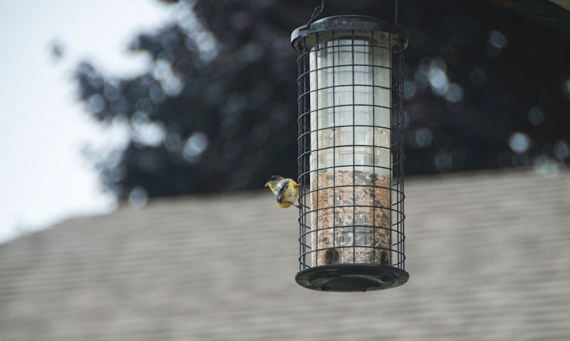 Goldfinch perched to bird seed feeder hanging high off the ground