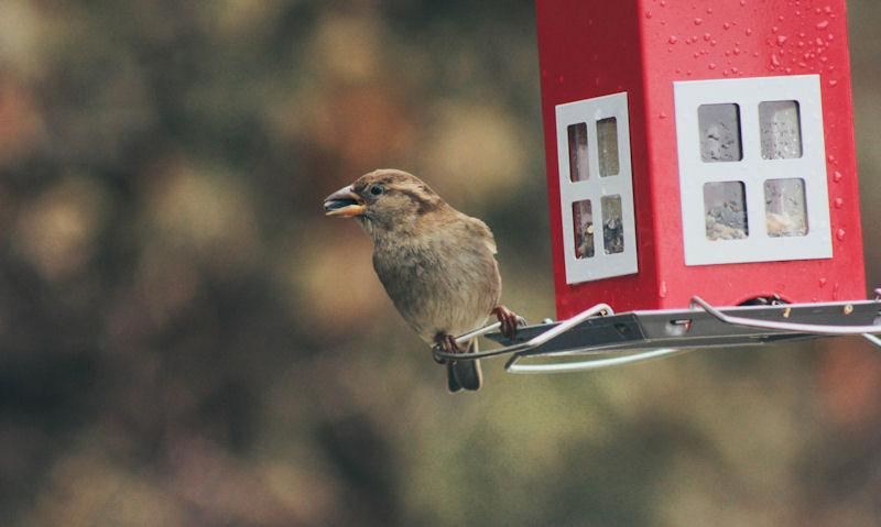 Sparrow perched on hanging seed bird feeder in wet conditions