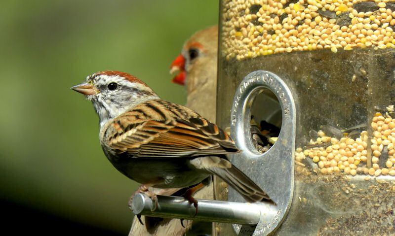 House Sparrow perched on seed bird feeder, female Cardinal visible in background