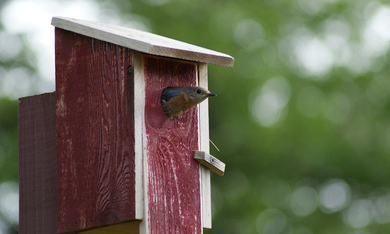 Eastern Bluebird protruding out of painted red bird house entrance hole
