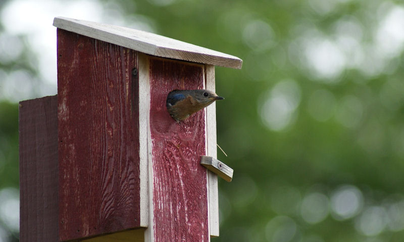 Can birdhouses be painted