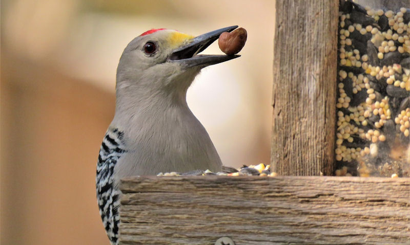 Golden-fronted Woodpecker seen with nut in its beak at rustic bird feeder