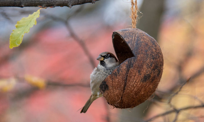 House Sparrow perched on hollowed out coconut shell hanging up in tree