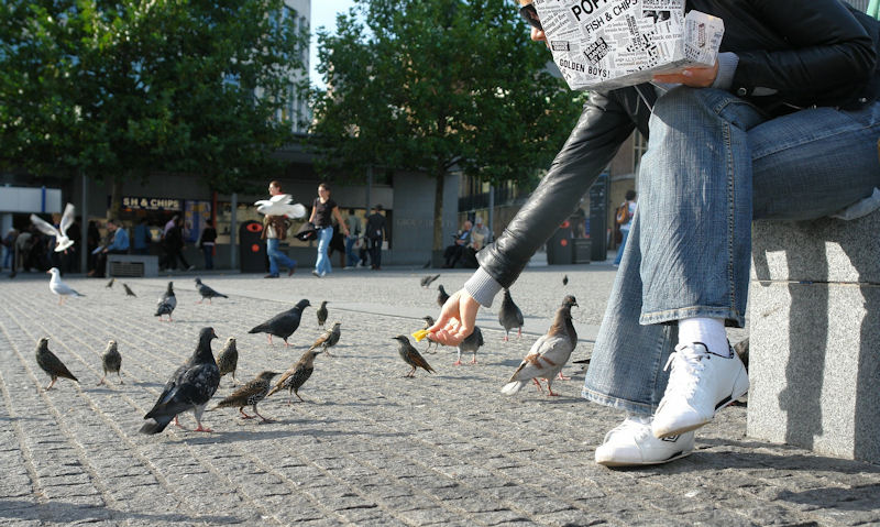 Lady feeding a French fry to a group of Starlings and Pigeons on ground