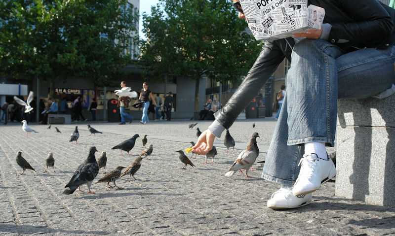 Can birds eat French fries