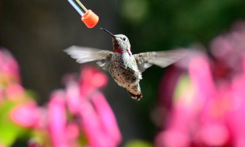 Hummingbird approaching hummingbird feeder port well, flowers in backyard