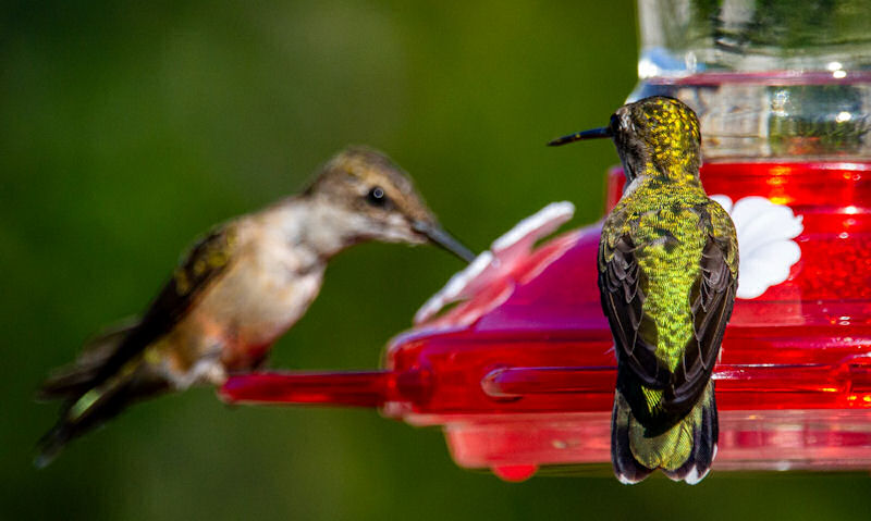 Hummingbirds share a hanging feeder as both are sat on their own perch