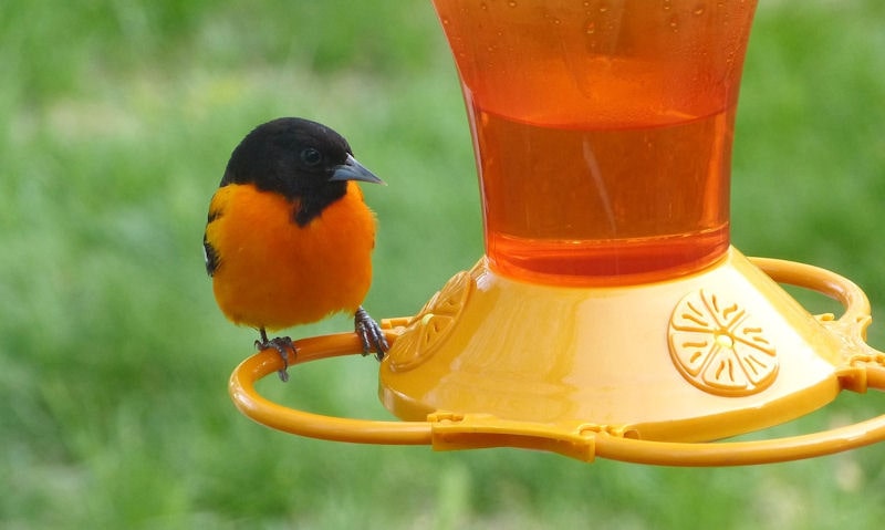 Baltimore Oriole perched on hanging orange nectar-filled oriole feeder
