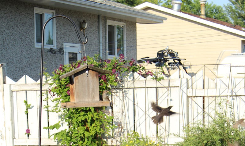 Shepherd's Hook with suspended hopper, neighbors house seen in backyard