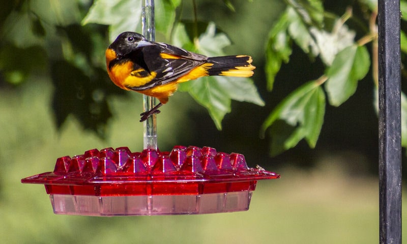 Baltimore Oriole perched above hanging Hummingbird feeder on pole