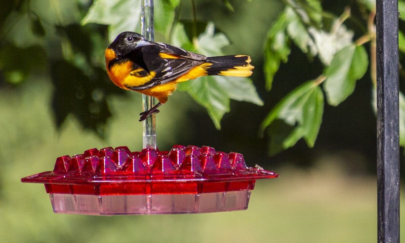 Can Orioles use Hummingbird feeders