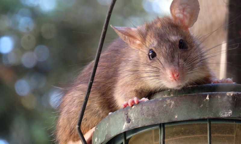 Rat standing on top of hanging bird feeder in yard