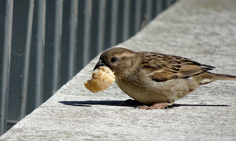House Sparrow with piece of bread in its beak, picked up in a local park