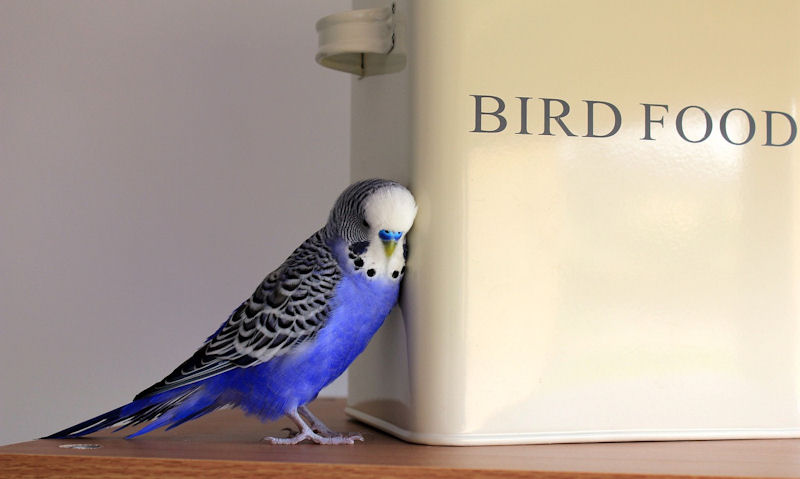 Budgie leaning up again large tin of budgie food