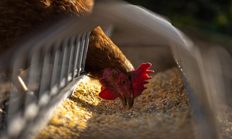 Hen is seen feeding out of seed-filled chicken trough