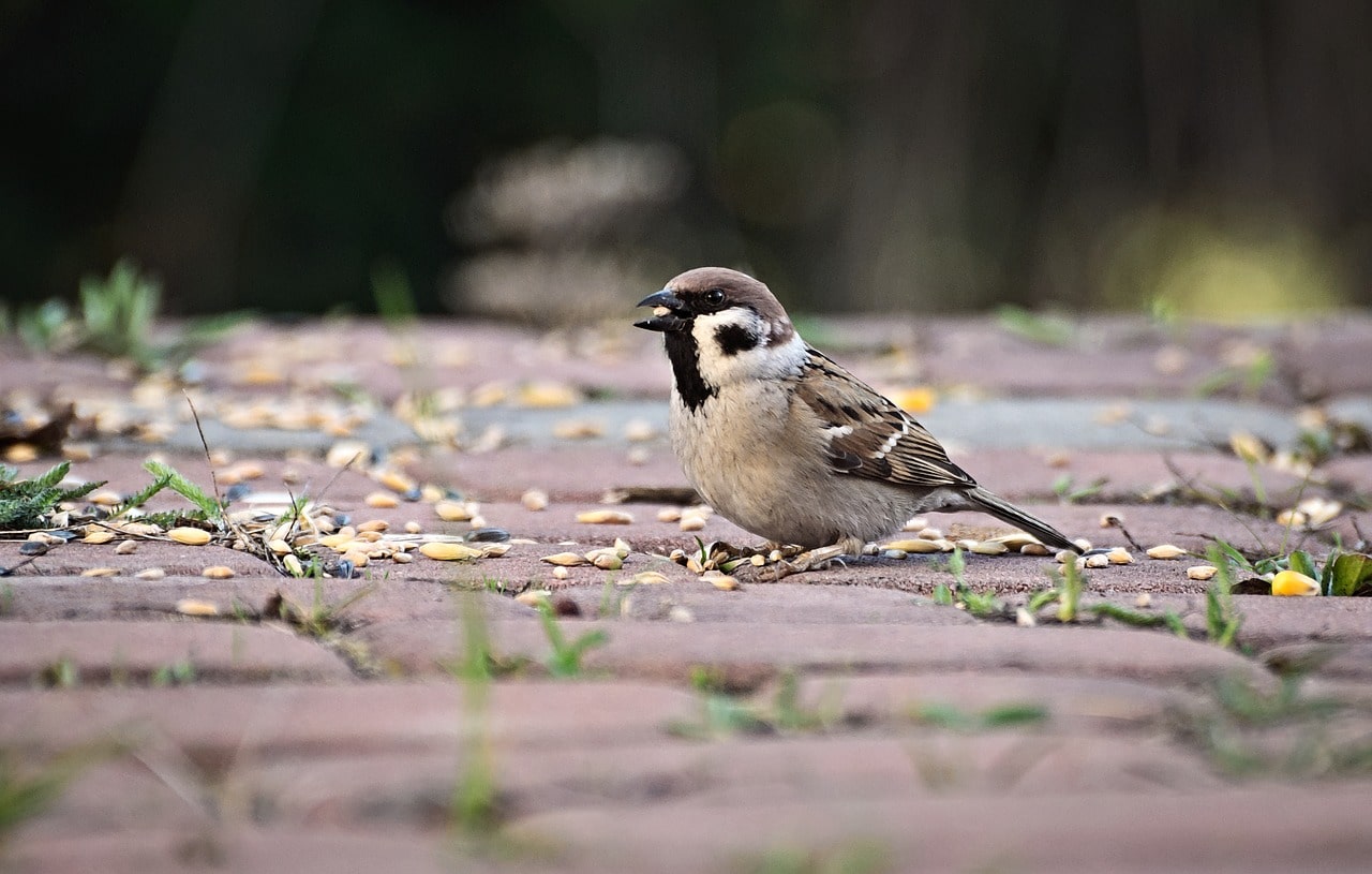Sparrow on ground with grain in beak