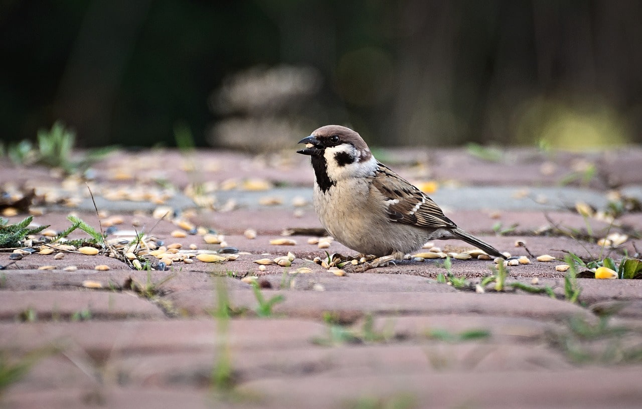 Can wild birds eat oats