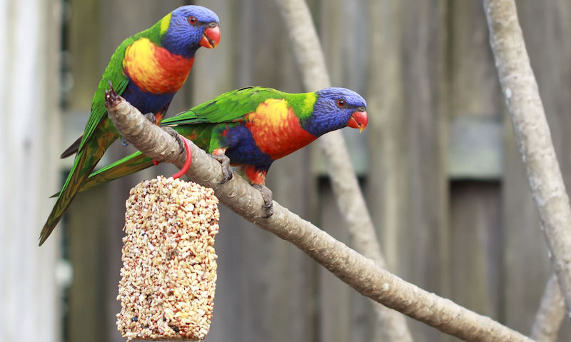 Arboreal Parrots perched on branch, seed block feeder suspended beneath them