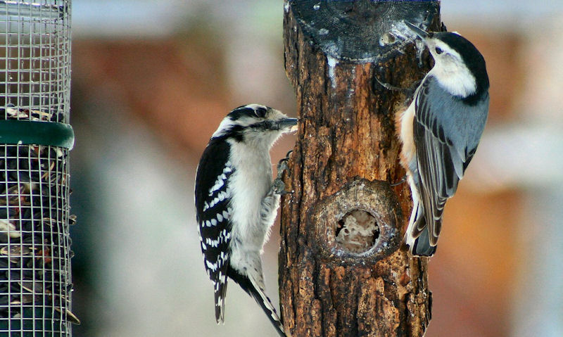 Downy Woodpecker, White-breasted Nuthatch feeding off peanut butter-filled log