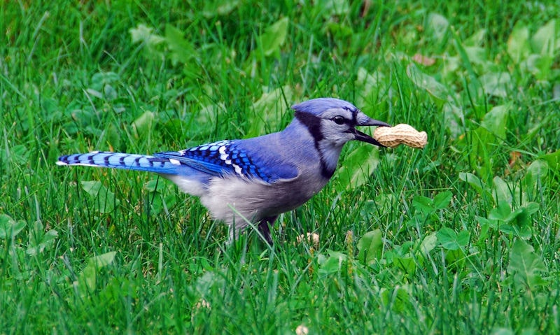 Blue Jay walking around on grass with whole shell peanut in bill