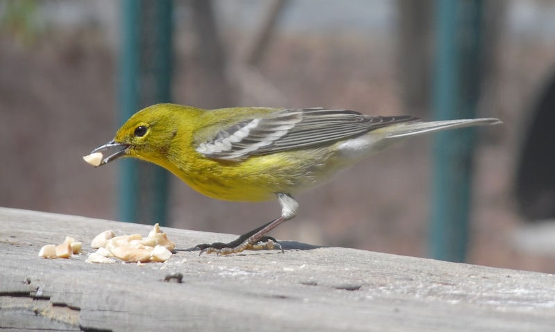 Pine Warbler feasting on heap of broken up peanuts