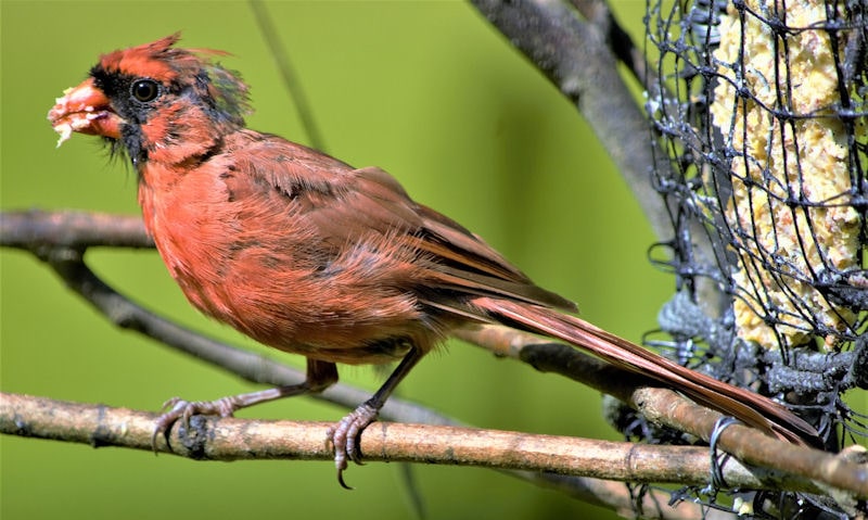 Young male Northern Cardinal with suet in beak, feeding off suet cake feeder