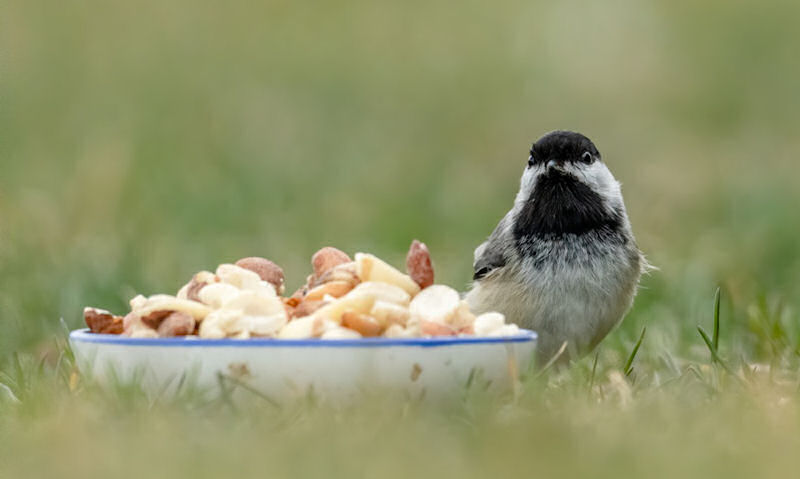 Black-capped Chickadee given bird feed in dish on the lawn