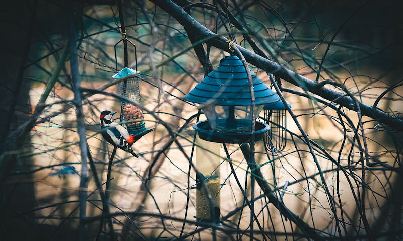 Downy Woodpecker seen clinging on to peanut feeder hanging up within tree