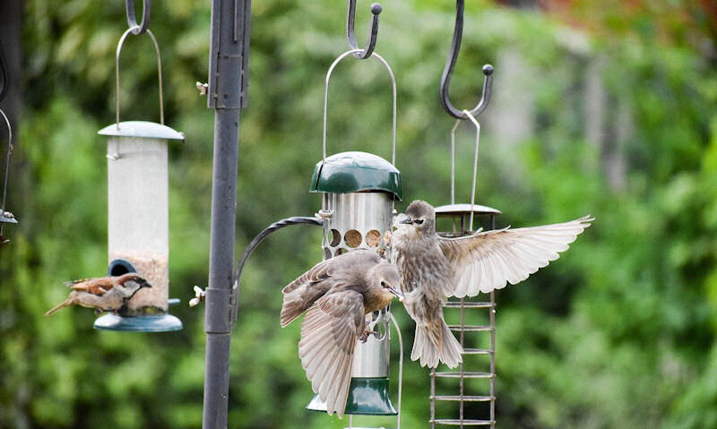 Young starlings, sparrow occupy many hanging bird feeders grouped on pole