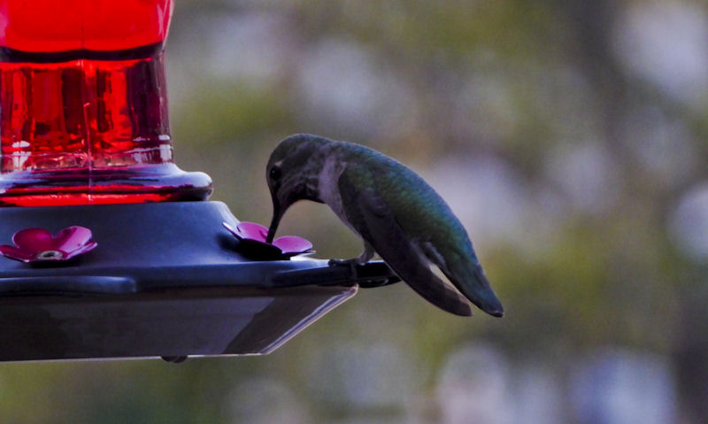 Hummingbird perched on red glass Hummingbird feeder