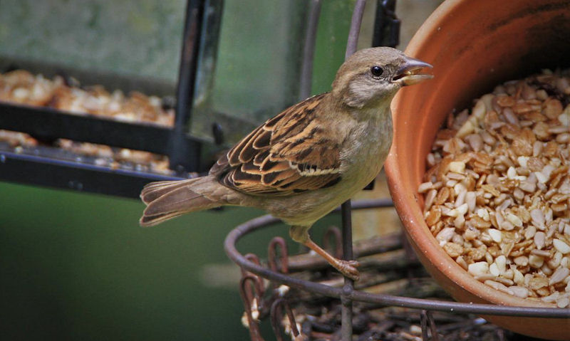 Sparrow perched among an abundance of wild bird feed