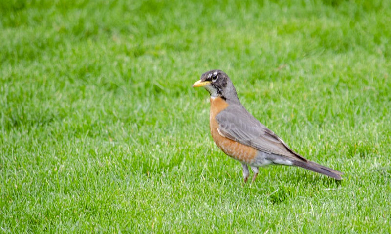 American Robin standing proud on grass within the confines of a backyard