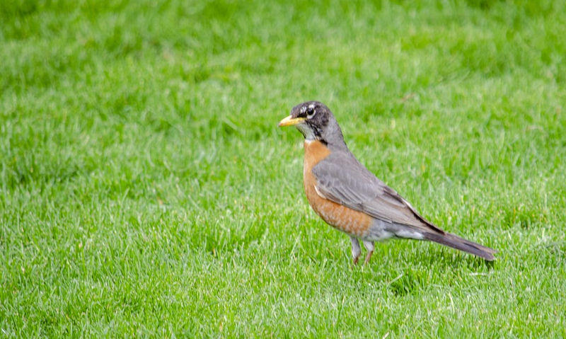 American Robin standing proud on grass within the confines of a backyard