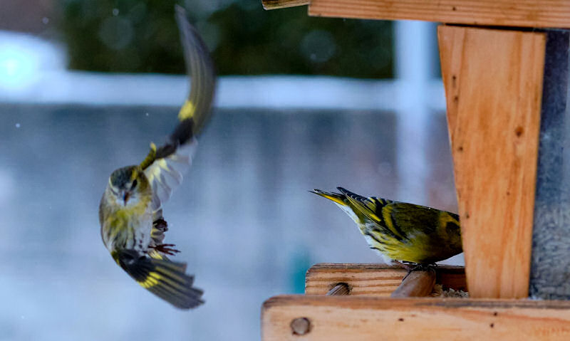 American Goldfinches in perch and in-flight at wooden hanging platform style bird feeder