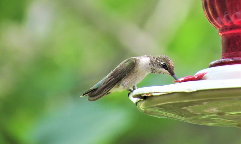 Hummingbird perched on rim of hanging hummingbird feeder