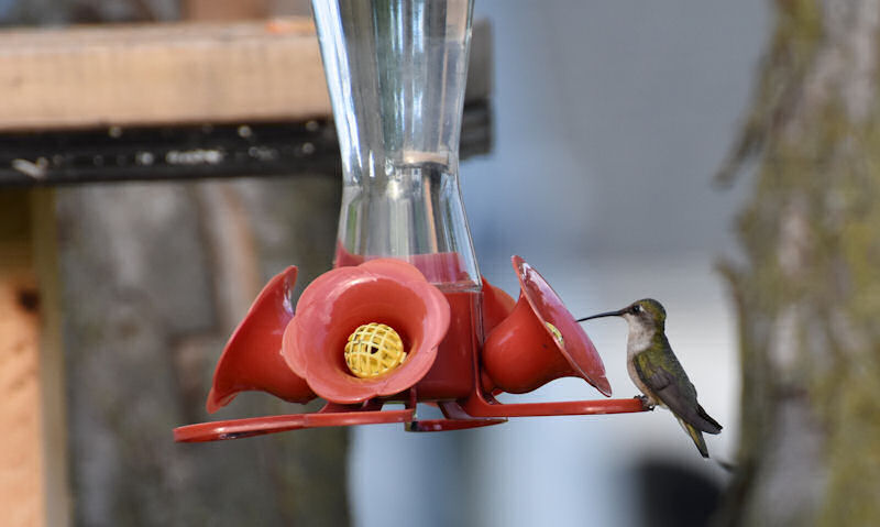 Hummingbird seen perched on suspended feeder, tree trunk in backyard