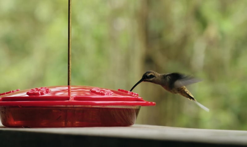 Hovering hummingbird feeding on feeder sat on surface