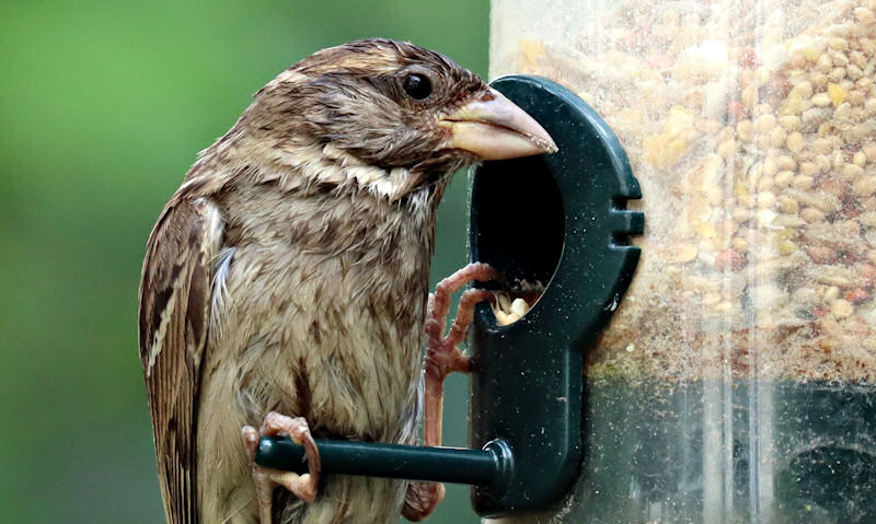 Sparrow perched on clear tube seed bird feeder