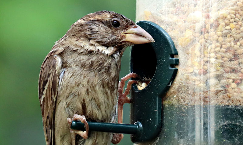 Sparrow perched on clear tube seed bird feeder