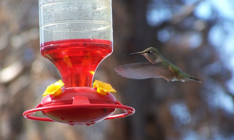 Hummer approaching hanging hummingbird feeder in-flight
