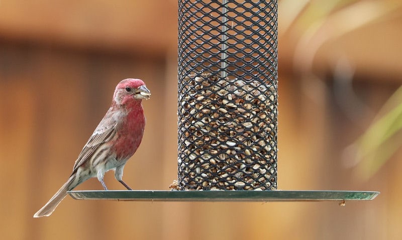 House Finch perched on hanging peanut feeder with wide tray on base