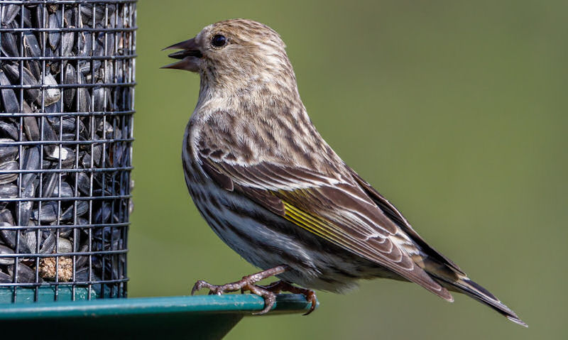 Sparrow perch on spill tray of sunflower seed wire mesh feeder