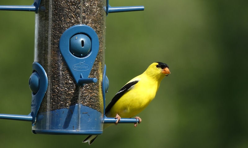 American Goldfinch perched on specialty clear tube blue thistle seed feeder