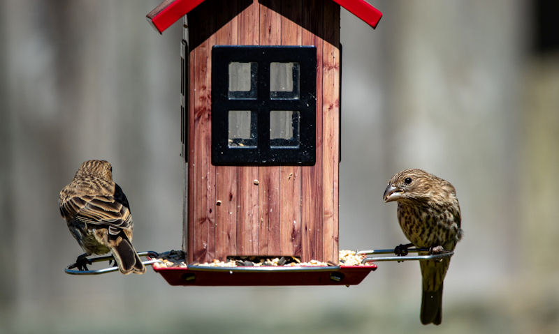 Sparrows perched opposite sides on hanging wooden stained bird feeder