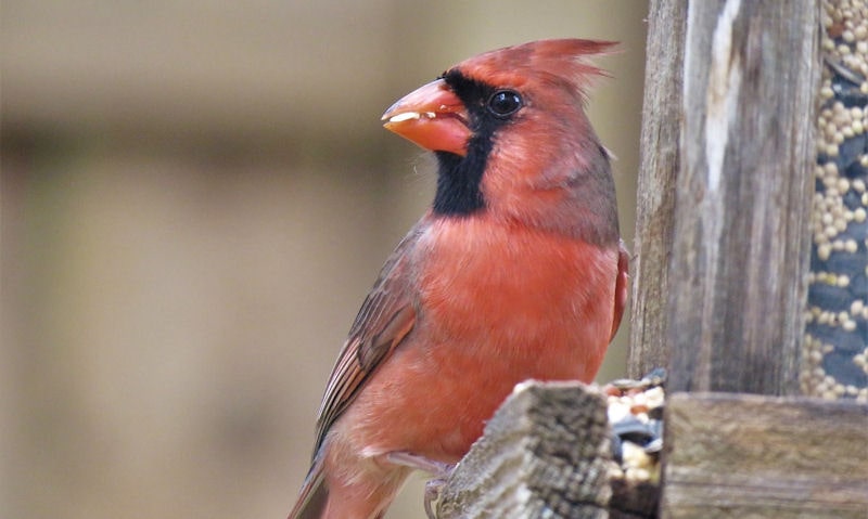 Male Northern Cardinal perched on wooden bird feeder filled with seed mix