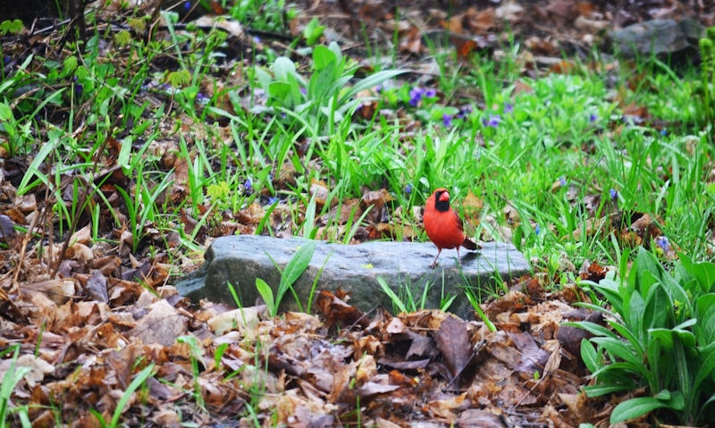 Male Northern Cardinal foraging on ground as its perched on rock